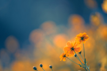 今日必看教程“wepokerplus透视挂”【透视软件教程分享】